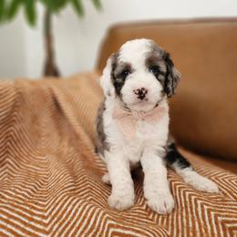 Blueberry - Blue merle and white male Sheepadoodle puppy in Tooele, Utah from Salt & Snow Pups