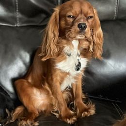 Benny - Cavalier King Charles Spaniel