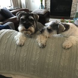 Miniature Schnauzer Puppies from Krystle's Miniature Schnauzers