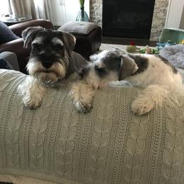 Miniature Schnauzer Puppies from Krystle's Miniature Schnauzers