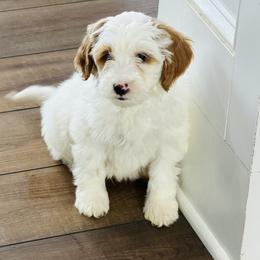 Boy 3 - Tri-color male Australian Labradoodle puppy in Florence, New Jersey from Royal Manor Labradoodles