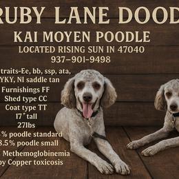 Kai - Poodle