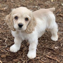 Cocker Spaniels from LV Cocker Spaniels