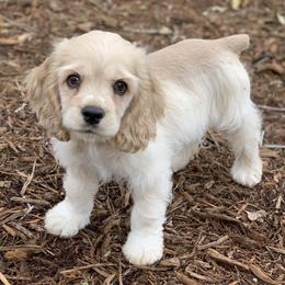 Cocker Spaniels from LV Cocker Spaniels