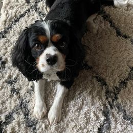 Poppy - Cavalier King Charles Spaniel