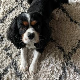 Poppy - Cavalier King Charles Spaniel