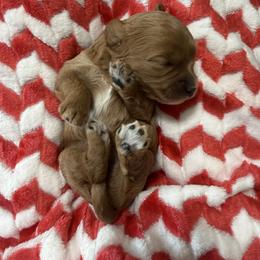 Nala - Red female Cavapoo puppy in Central, Arizona from Desert Valley Doodles