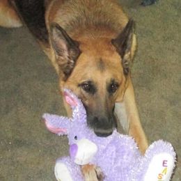 German Shepherds from Orion’s German Shepherds