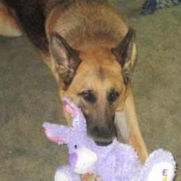 German Shepherds from Orion’s German Shepherds