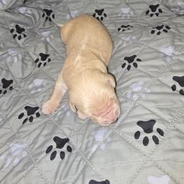 Girl 5 - Light golden female Golden Retriever puppy in Savannah, Georgia from Golden Point Retrievers