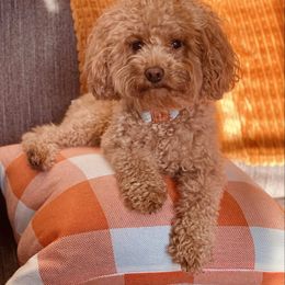 Lily - Cockapoo