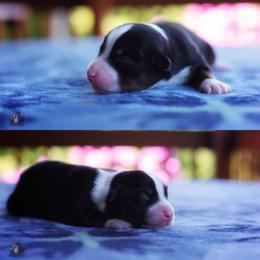 Willie - Black tri male Miniature American Shepherd puppy in Battle Ground, Washington from Casita Miniature American Shepherds