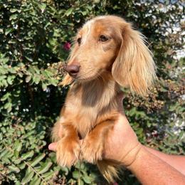 Kindle - Dachshund