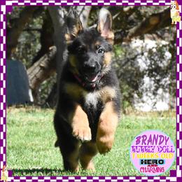 BRANDY IS A BEAUTY - Black and red female German Shepherd puppy in Murrieta, California from Diamond Oaks German Shepherds