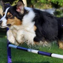 Australian Shepherds from Jazztime Aussies