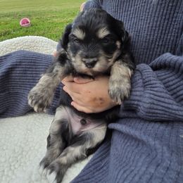 Winston - Black and tan male Havapoo puppy in Medina, Ohio from Momma's Mastiffs