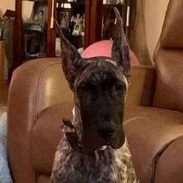 Great Danes from Weco Danes