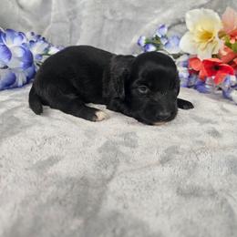 Ronnie - Black male Dachshund puppy in Florence, Arizona from Doxie Town Az