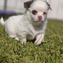 Bruiser - Chocolate and white male Chihuahua puppy in Gray, Louisiana from Chi Chi's Place LLC