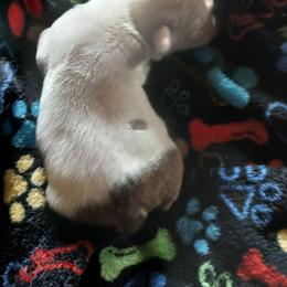 Girl 3 - Red and white female Bulldog puppy in Cannon Falls, Minnesota from Pattys Boxers and Bulldogs