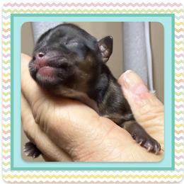 Xerxes - Parti male Yorkshire Terrier puppy in Annandale, Virginia from Artisan Yorkies LLC