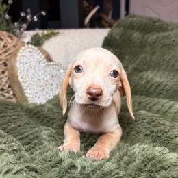 Aspen - Cream male Dachshund puppy in Washburn, Tennessee from Clinch Mountain Dachshunds