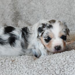 Girl 1 - Blue merle female Australian Shepherd puppy in Rochester, Massachusetts from Clover Creek Aussies