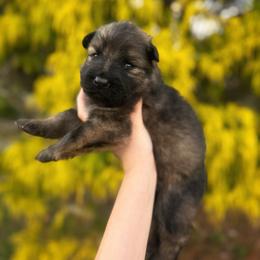 Male 2 - Sable male German Shepherd puppy in Pickens, South Carolina from Von Maqqedah Haus German Shepherds