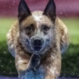 CC - Australian Cattle Dog