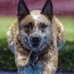 CC - Australian Cattle Dog