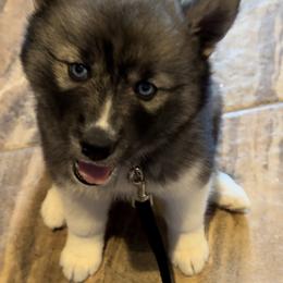 Siberian Husky Puppies from Noble Heart Siberians