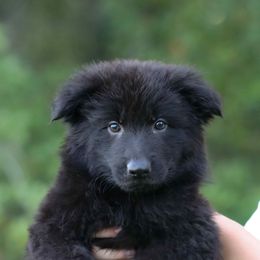Blue - Black male German Shepherd puppy in Oswego, New York from Vom Wolfgang Roma Kennels