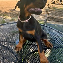 Jewel - Black and rust female Doberman Pinscher puppy in Aplington, Iowa from Royal Dynasty Dobermann Kennel