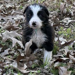 Skye - Black and white female Border Collie puppy in Paris, Texas from Broadmoor Farm