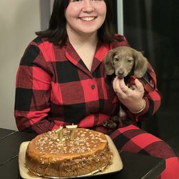 Dachshund Puppies from HP Dachs