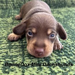 Hardy - Chocolate and tan male Dachshund puppy in Lexington, Oklahoma from BooneDox Miniature Dachshunds
