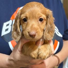 Chandler - Dapple male Dachshund puppy in Sterling, Colorado from Country Chics Doxies