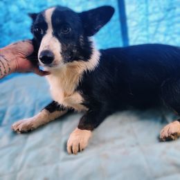 Girl 2 - Black and white female American Corgi puppy in Natchitoches. La, Louisiana from Bleu Bayou Corgis