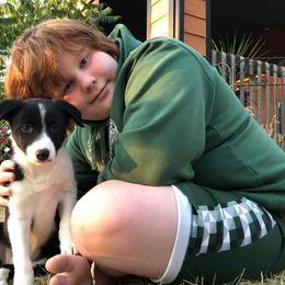 Border Collie Puppies from Cascade Sun Kennels