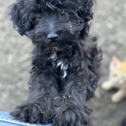 Aussiedoodle, Miniature Australian Shepherd, Poodle, and Toy Australian Shepherd Puppies from Mowry Creek Mini Aussiedoodles and More