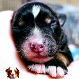 Zoey - Black tri female Miniature Australian Shepherd puppy in Punta Gorda, Florida from Christie's Creekside Aussies