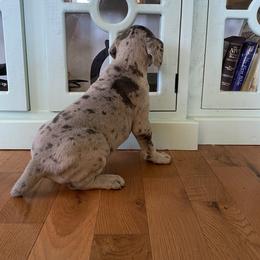 Great Dane Puppies from Sand Mountain Danes LLC