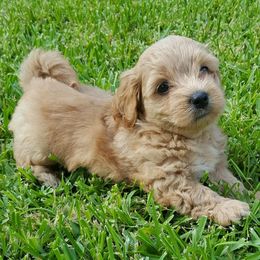 Havanese Puppies from Lakeside Havanese