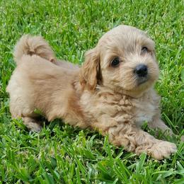 Havanese Puppies from Lakeside Havanese