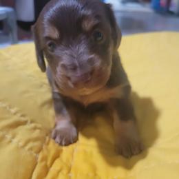 Cedar - Chocolate and tan male Dachshund puppy in Onalaska, Texas from Weenies on the Lake