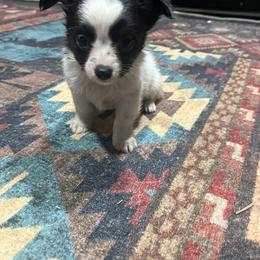 CKC reg male 3 - Black and white male Chihuahua puppy in Logan, Ohio from Hocking Hills Chihuahua’s