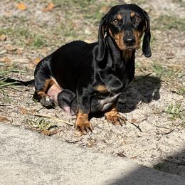 Diva - Dachshund