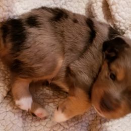 Toy Australian Shepherd Puppies from Shelly Johnson's Australian Shepherds