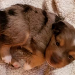 Toy Australian Shepherd Puppies from Shelly Johnson's Australian Shepherds