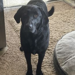 Rose - Labrador Retriever
